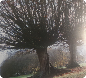 Zwei Neinbuchen als Kopfbäume getrimmt (Loir-et-Cher/ Frankreich) aus "Les trognes, l'arbre aux 1 000 usages (D. Mansion. Éd. Ouest-France)
