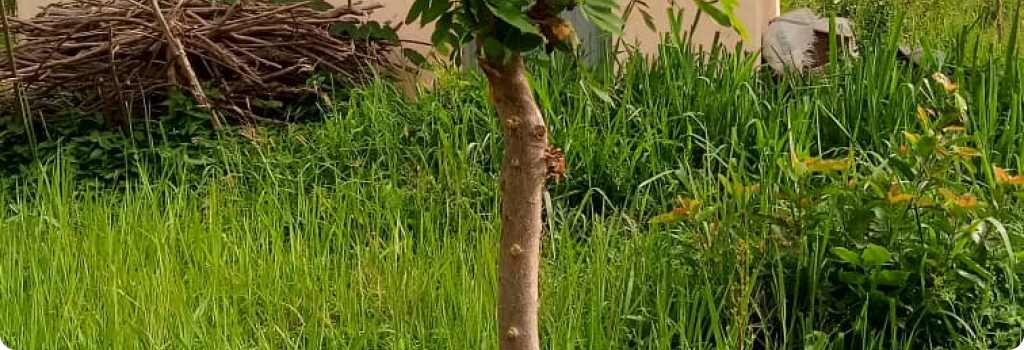 Junger Kopfbaum (2 Jahre alt)